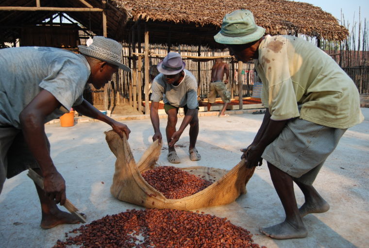 Cocoa farmers in Madagascar gather dried cocoa beans.